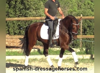 PRE Mix, Stallion, 4 years, 15,2 hh, Brown