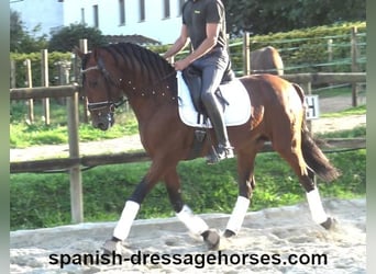 PRE Mix, Stallion, 4 years, 15,2 hh, Brown