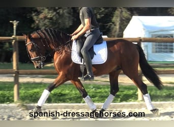 PRE Mix, Stallion, 4 years, 15,2 hh, Brown