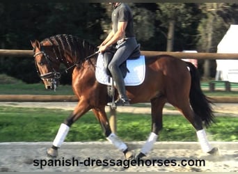 PRE Mix, Stallion, 4 years, 15,2 hh, Brown