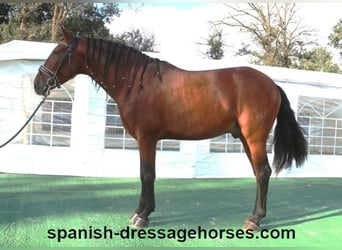 PRE Mix, Stallion, 4 years, 15,2 hh, Brown