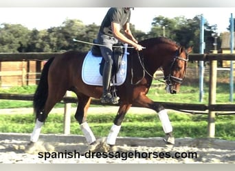 PRE Mix, Stallion, 4 years, 15,2 hh, Brown