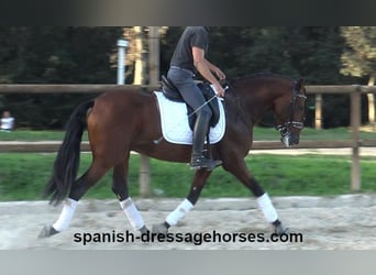 PRE Mix, Stallion, 4 years, 15,2 hh, Brown