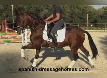 PRE Mix, Stallion, 4 years, 15,2 hh, Brown