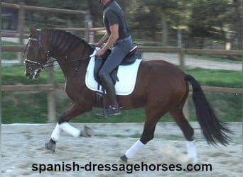 PRE Mix, Stallion, 4 years, 15,2 hh, Brown