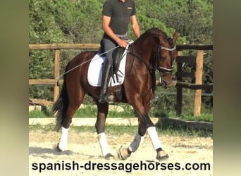 PRE Mix, Stallion, 4 years, 15,2 hh, Brown