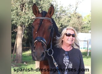 PRE Mix, Stallion, 4 years, 15,2 hh, Brown