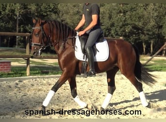 PRE Mix, Stallion, 4 years, 15,2 hh, Brown