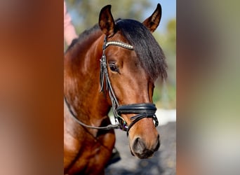 PRE, Stallion, 4 years, 15,2 hh, Brown