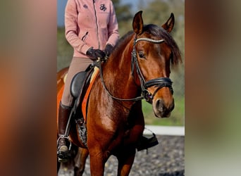 PRE, Stallion, 4 years, 15,2 hh, Brown