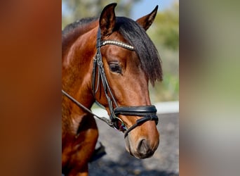 PRE, Stallion, 4 years, 15,2 hh, Brown