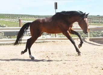 PRE, Stallion, 4 years, 15.2 hh, Brown