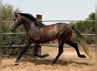 PRE, Stallion, 4 years, 15.2 hh, Brown Falb mold