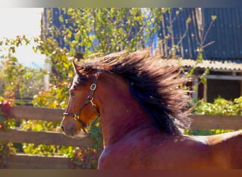 PRE Mix, Stallion, 4 years, 15.2 hh, Brown-Light