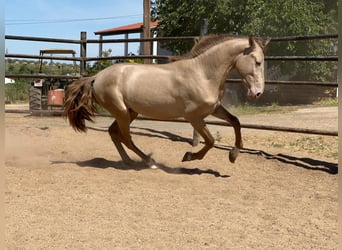 PRE Mix, Stallion, 4 years, 15.2 hh, Champagne