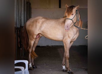 PRE, Stallion, 4 years, 15.2 hh, Champagne