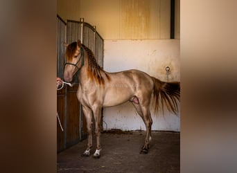 PRE, Stallion, 4 years, 15.2 hh, Champagne