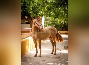 PRE, Stallion, 4 years, 15.2 hh, Champagne