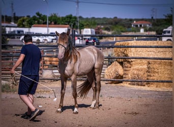 PRE, Stallion, 4 years, 15.2 hh, Champagne