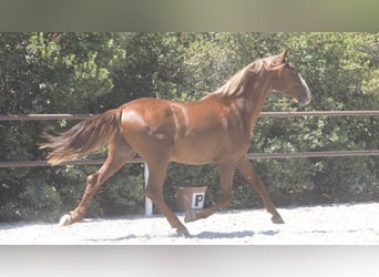 PRE Mix, Stallion, 4 years, 15,2 hh, Chestnut