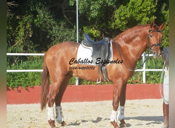 PRE Mix, Stallion, 4 years, 15.2 hh, Chestnut-Red