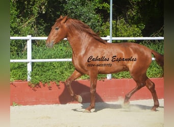 PRE Mix, Stallion, 4 years, 15.2 hh, Chestnut-Red