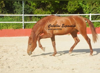 PRE Mix, Stallion, 4 years, 15.2 hh, Chestnut-Red