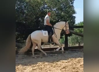 PRE, Stallion, 4 years, 15.2 hh, Cremello