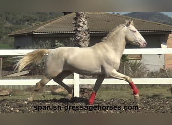 PRE Mix, Stallion, 4 years, 15.2 hh, Cremello