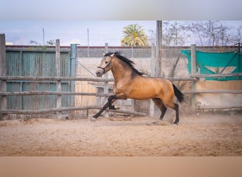 PRE, Stallion, 4 years, 15,2 hh, Dun