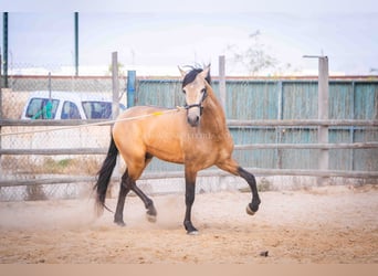 PRE, Stallion, 4 years, 15,2 hh, Dun