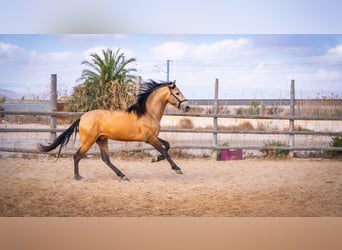 PRE, Stallion, 4 years, 15,2 hh, Dun