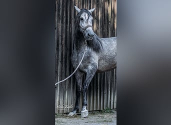 PRE Mix, Stallion, 4 years, 15,2 hh, Gray-Dark-Tan