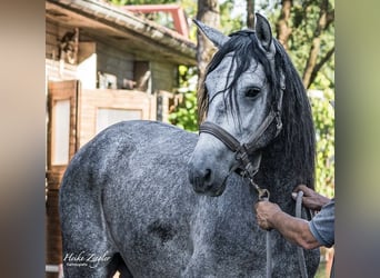 PRE Mix, Stallion, 4 years, 15,2 hh, Gray-Dark-Tan