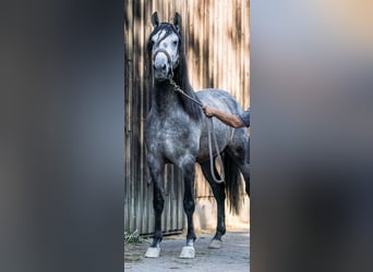 PRE Mix, Stallion, 4 years, 15,2 hh, Gray-Dark-Tan