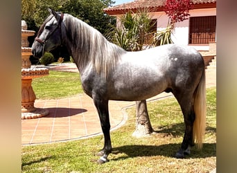 PRE, Stallion, 4 years, 15,2 hh, Gray