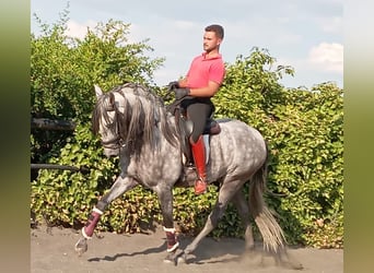 PRE, Stallion, 4 years, 15,2 hh, Gray