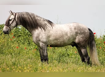 PRE, Stallion, 4 years, 15.2 hh, Gray