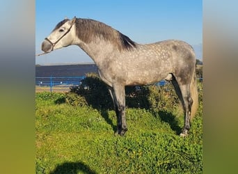 PRE, Stallion, 4 years, 15,2 hh, Gray