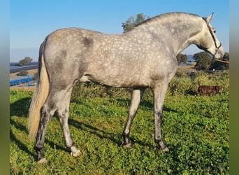 PRE, Stallion, 4 years, 15,2 hh, Gray