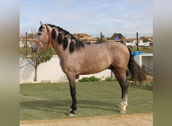 PRE, Stallion, 4 years, 15.2 hh, Gray-Red-Tan