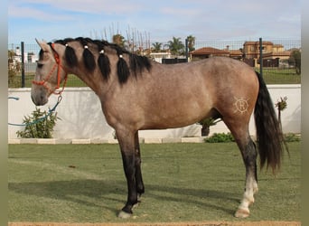 PRE, Stallion, 4 years, 15.2 hh, Gray-Red-Tan
