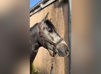 PRE Mix, Stallion, 4 years, 15.2 hh, Grey-Dark-Tan
