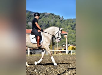 PRE Mix, Stallion, 4 years, 15.2 hh, Grey