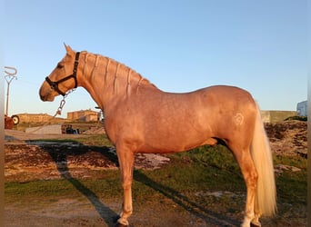 PRE, Stallion, 4 years, 15,2 hh, Palomino