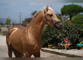 PRE Mix, Stallion, 4 years, 15.2 hh, Palomino