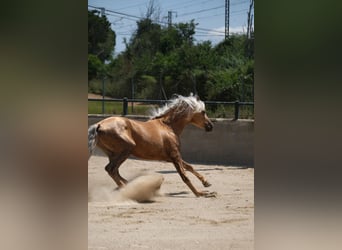 PRE Mix, Stallion, 4 years, 15.2 hh, Palomino