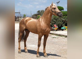 PRE Mix, Stallion, 4 years, 15.2 hh, Palomino