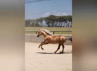 PRE Mix, Stallion, 4 years, 15.2 hh, Palomino