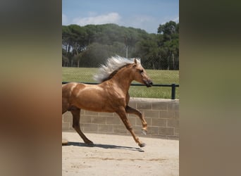 PRE Mix, Stallion, 4 years, 15.2 hh, Palomino